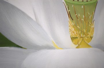 lotus flower white closeup 4